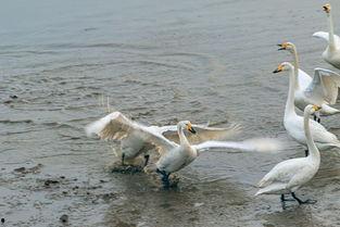 天鹅娱乐资讯吃瓜视频,揭秘吃瓜视频背后的热点事件 第2张 天鹅娱乐资讯吃瓜视频,揭秘吃瓜视频背后的热点事件 第2张