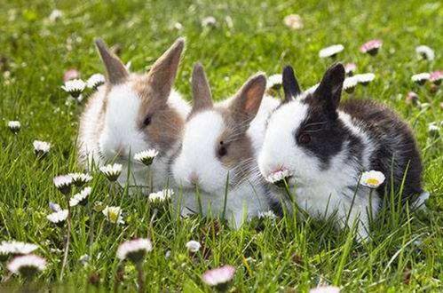 美国兔子人爆料视频,惊人内幕曝光 第2张 美国兔子人爆料视频,惊人内幕曝光 第2张